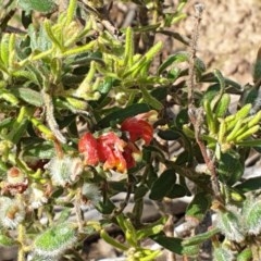 Grevillea alpina at Cook, ACT - 21 Oct 2020 09:38 AM