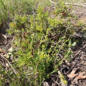 Grevillea alpina at Cook, ACT - 21 Oct 2020 09:38 AM