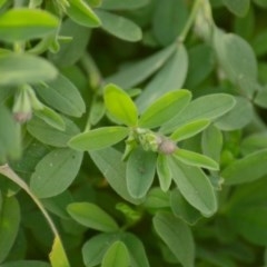 Trifolium arvense var. arvense (Haresfoot Clover) at Mount Jerrabomberra - 22 Sep 2020 by TmacPictures