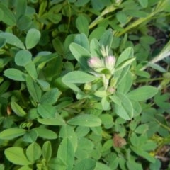 Trifolium arvense var. arvense at Jerrabomberra, NSW - suppressed