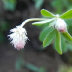 Trifolium arvense var. arvense at Jerrabomberra, NSW - suppressed