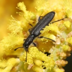 Eleale aspera (Clerid beetle) at ANBG - 20 Oct 2020 by TimL