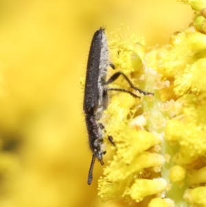 Eleale aspera at Acton, ACT - 20 Oct 2020 11:07 AM