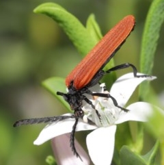 Porrostoma rhipidium (Long-nosed Lycid (Net-winged) beetle) at ANBG - 20 Oct 2020 by TimL