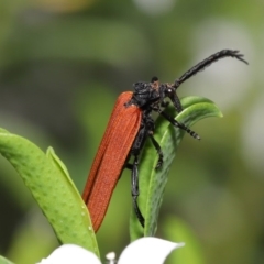 Porrostoma rhipidium at Acton, ACT - 20 Oct 2020