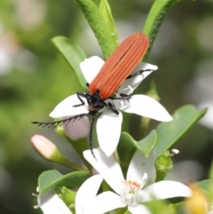 Porrostoma rhipidium at Acton, ACT - 20 Oct 2020