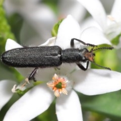 Eleale aspera (Clerid beetle) at Acton, ACT - 20 Oct 2020 by TimL