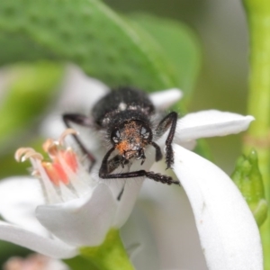 Eleale aspera at Acton, ACT - 20 Oct 2020