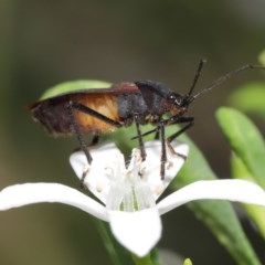 Oncopeltus (Oncopeltus) sordidus (Milk vine bug) at Acton, ACT - 20 Oct 2020 by TimL