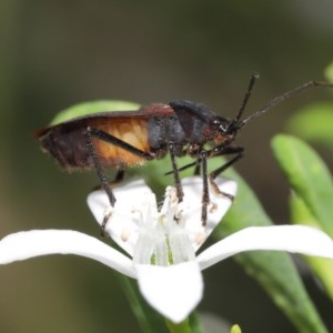 Oncopeltus (Oncopeltus) sordidus at Acton, ACT - 20 Oct 2020