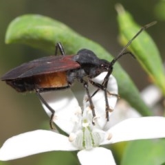 Oncopeltus (Oncopeltus) sordidus at Acton, ACT - 20 Oct 2020