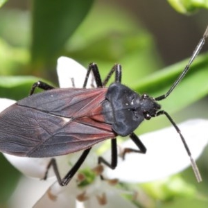 Oncopeltus (Oncopeltus) sordidus at Acton, ACT - 20 Oct 2020