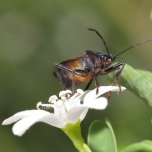 Oncopeltus (Oncopeltus) sordidus at Acton, ACT - 20 Oct 2020