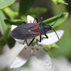 Oncopeltus (Oncopeltus) sordidus at Acton, ACT - 20 Oct 2020 11:16 AM