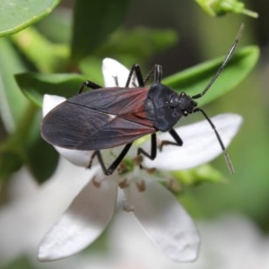 Oncopeltus (Oncopeltus) sordidus at Acton, ACT - 20 Oct 2020