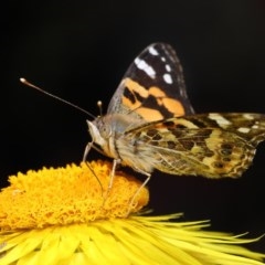Vanessa kershawi (Australian Painted Lady) at Acton, ACT - 20 Oct 2020 by TimL