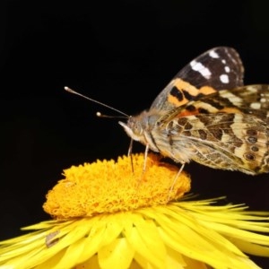 Vanessa kershawi at Acton, ACT - 20 Oct 2020 12:22 PM