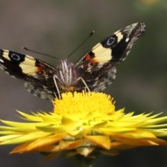 Vanessa itea (Yellow Admiral) at ANBG - 23 Oct 2020 by TimL