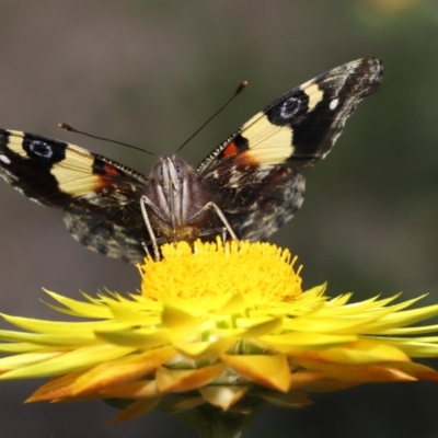 Vanessa itea (Yellow Admiral) at ANBG - 23 Oct 2020 by TimL