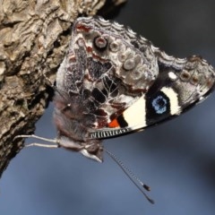 Vanessa itea (Yellow Admiral) at ANBG - 23 Oct 2020 by TimL