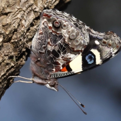 Vanessa itea (Yellow Admiral) at ANBG - 23 Oct 2020 by TimL