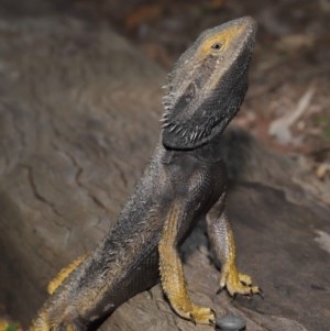 Pogona barbata at Downer, ACT - suppressed