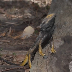 Pogona barbata at Downer, ACT - suppressed