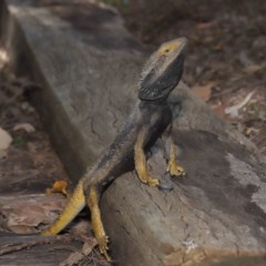 Pogona barbata at Downer, ACT - 23 Oct 2020