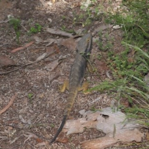 Pogona barbata at Downer, ACT - suppressed