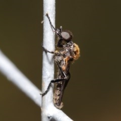 Bibionidae (family) (Bibionid fly) at ANBG - 19 Oct 2020 by TimL