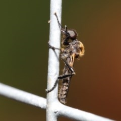 Bibionidae (family) at Acton, ACT - 20 Oct 2020