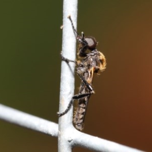 Bibionidae sp. (family) at Acton, ACT - 20 Oct 2020