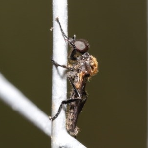 Bibionidae sp. (family) at Acton, ACT - 20 Oct 2020