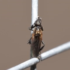 Bibionidae sp. (family) at Acton, ACT - 20 Oct 2020