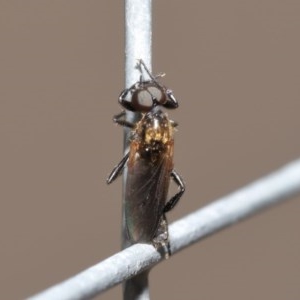 Bibionidae (family) at Acton, ACT - 20 Oct 2020