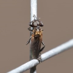 Bibionidae sp. (family) at Acton, ACT - 20 Oct 2020