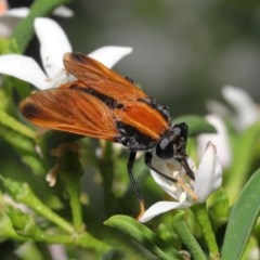 Pelecorhynchus fulvus (Orange cap-nosed fly) at ANBG - 23 Oct 2020 by TimL