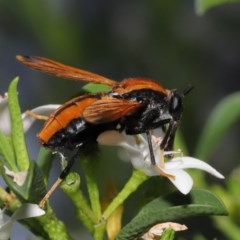 Pelecorhynchus fulvus at Acton, ACT - 23 Oct 2020