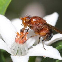 Lauxaniidae (family) (Unidentified lauxaniid fly) at ANBG - 20 Oct 2020 by TimL