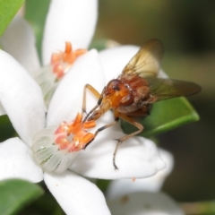 Lauxaniidae (family) at Acton, ACT - 20 Oct 2020