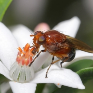 Lauxaniidae (family) at Acton, ACT - 20 Oct 2020