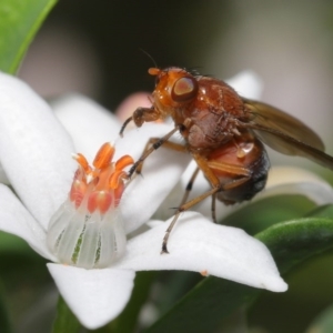 Lauxaniidae (family) at Acton, ACT - 20 Oct 2020