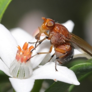 Lauxaniidae (family) at Acton, ACT - 20 Oct 2020