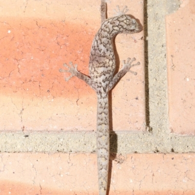 Christinus marmoratus (Southern Marbled Gecko) at Evatt, ACT - 19 Oct 2020 by TimL