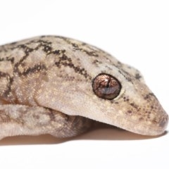 Christinus marmoratus (Southern Marbled Gecko) at Evatt, ACT - 19 Oct 2020 by TimL