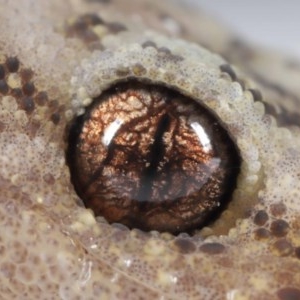 Christinus marmoratus at Evatt, ACT - 19 Oct 2020