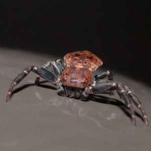 Cymbacha sp (genus) at Acton, ACT - 20 Oct 2020