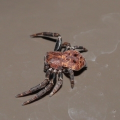 Cymbacha sp (genus) at Acton, ACT - 20 Oct 2020