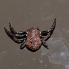 Cymbacha sp (genus) at Acton, ACT - 20 Oct 2020