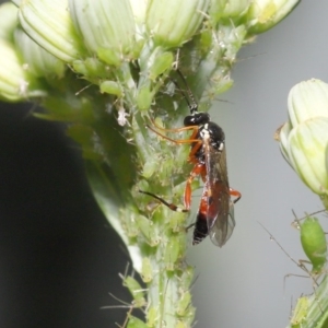 Ichneumonidae (family) at Downer, ACT - 20 Oct 2020